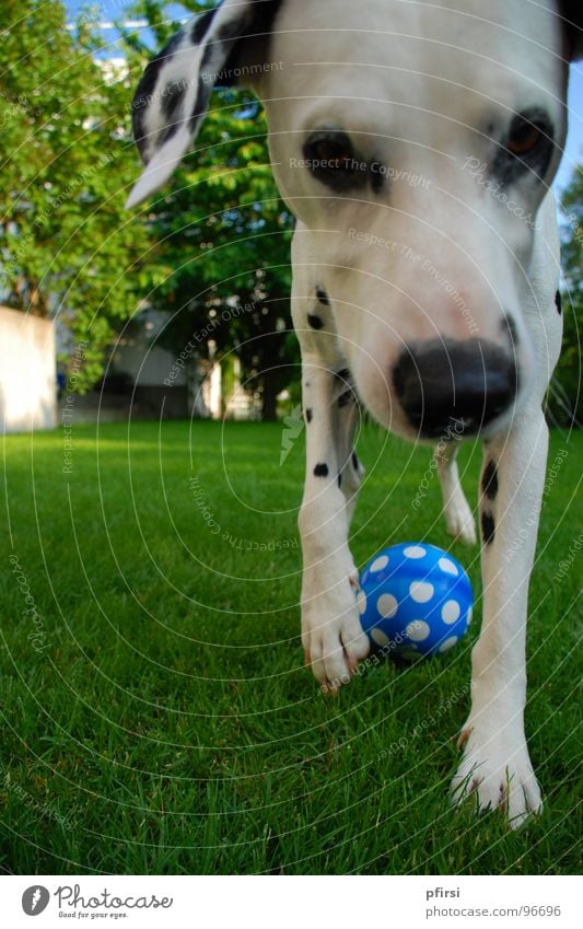 Points everywhere Dog Dalmatian Pet Animal Meadow Near Green Mammal chien Patch Ball Blue