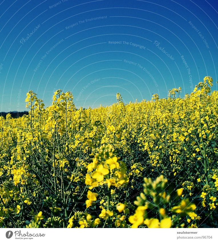 La Colza VI Canola Plant Yellow Green Spring Field Canola field Agriculture Honey Bee Blossom Flower Ecological Cross processing Oil Blue Americas Sky