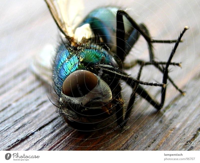 rest in peace Sleep Wood Green Insect Macro (Extreme close-up) Close-up Fly Death Fatigue Blue Lie Calculation Wing r.i.p.