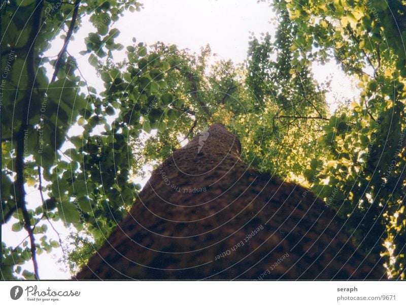 Ancient Beech Tree Beech tree Beech wood Forest Beech leaf Box tree Leaf Tree trunk Rachis Treetop Leaf canopy Deciduous tree Tree bark Growth Plant Branch