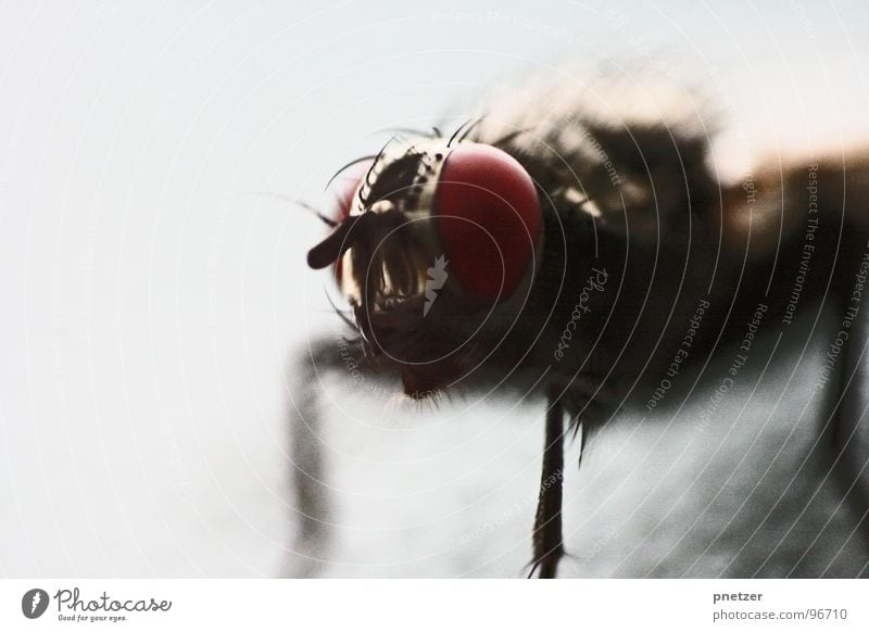 duality Insect Red Retro Fly Bothersome Macro (Extreme close-up) Close-up Eyes Looking Wing