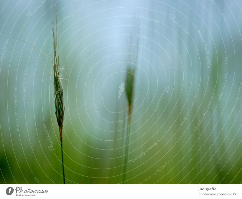 grass Grass Light Green Stalk Blade of grass Ear of corn Glittering Beautiful Soft Hissing Meadow Delicate Flexible Sensitive Pennate Summer Physics Blur Plant