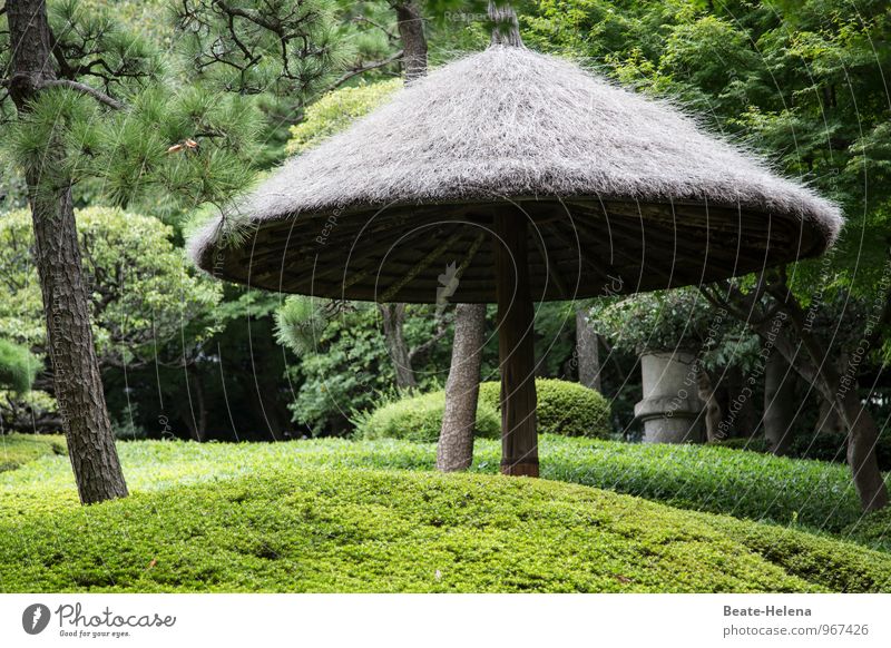 Japanese Garden Aesthetics Harmonious Well-being Relaxation Weather Tree Bushes Foliage plant Park Japanese garden Breathe Observe Discover Esthetic Exceptional