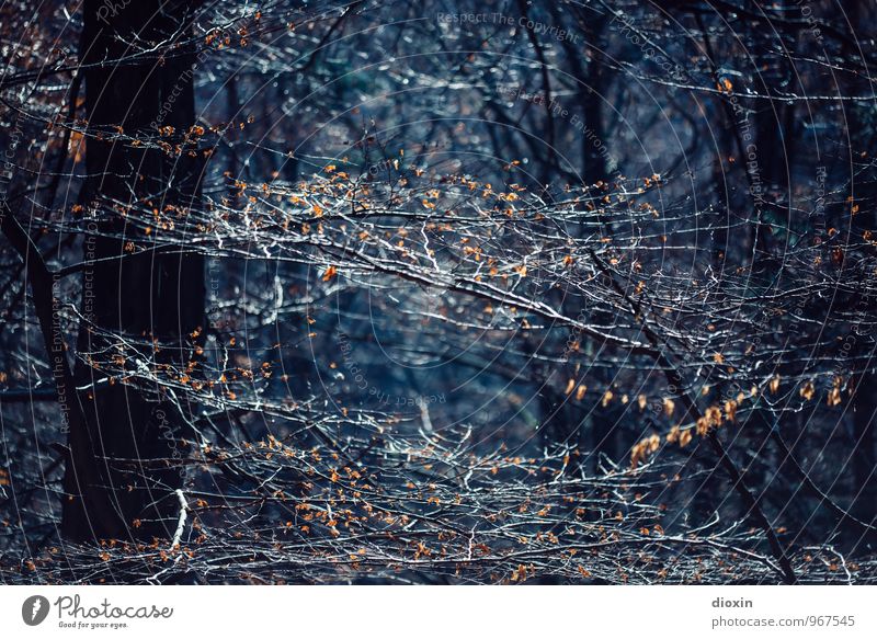 Southern Palatinate | Branches Trip Hiking Environment Nature Plant Sunlight Autumn Tree Leaf Twigs and branches Tree trunk Forest Palatinate forest Dark Blue