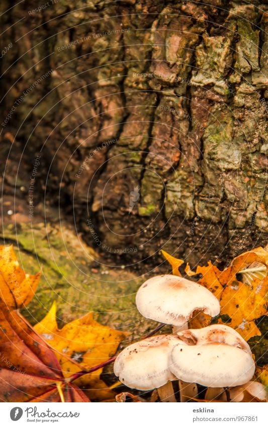 autumn niche Nature Plant Earth Autumn Tree Leaf Mushroom Forest Old Lie To dry up Growth Simple Small Near Brown Yellow Green White Moody Caution Calm