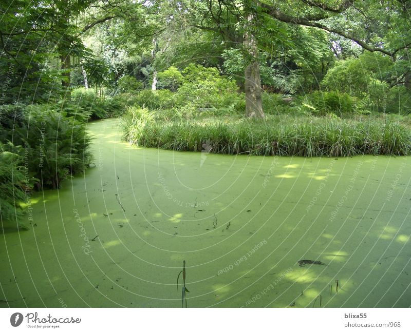 Berggarten Hanover Green Pond Wilderness Hannover Virgin forest Untouched Lake Calm Relaxation Unobserved Nature Water Duck mountain garden ducks jungle