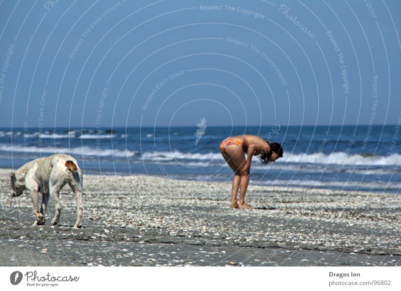 searching Beach Sky dog waves blue funny cute ingenious