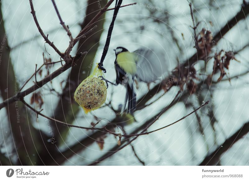 *flatter* Bird Tit mouse Feeding Help Effort titmice dumplings feeding place Cold Appetite Considerate Love of animals Subdued colour Exterior shot Deserted