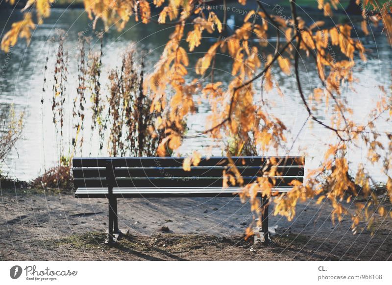 quiet zone Environment Nature Landscape Water Autumn Weather Beautiful weather Tree Leaf Park Lake Bench Calm Leisure and hobbies Idyll Break Colour photo