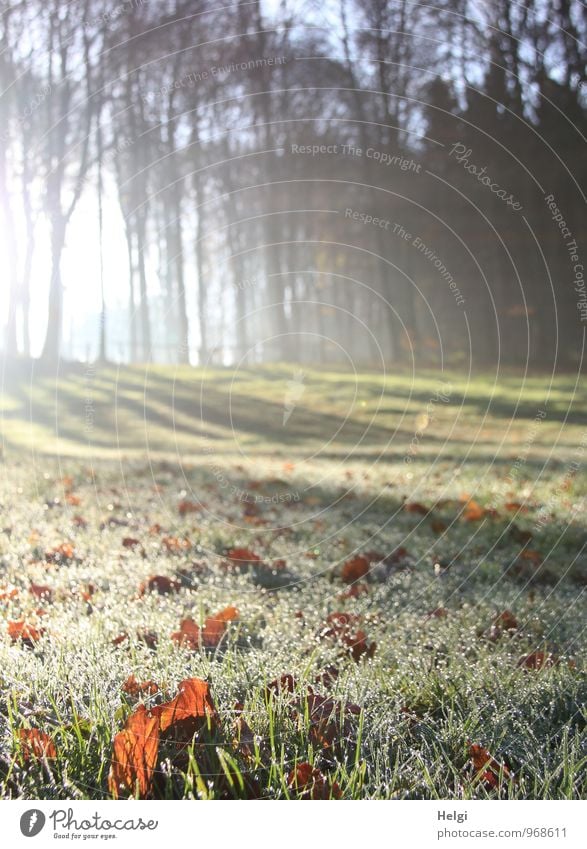 November morning... Environment Nature Landscape Plant Drops of water Winter Beautiful weather Ice Frost Tree Grass Leaf Meadow Forest Glittering Illuminate Lie