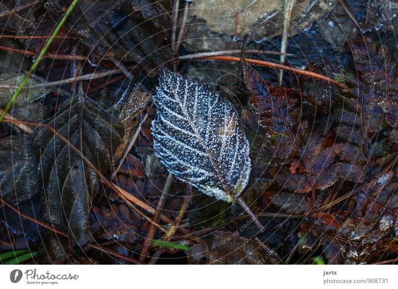 Half autumn half winter Plant Autumn Winter Ice Frost Leaf Cold Natural Nature Seasons Colour photo Exterior shot Close-up Deserted Copy Space left