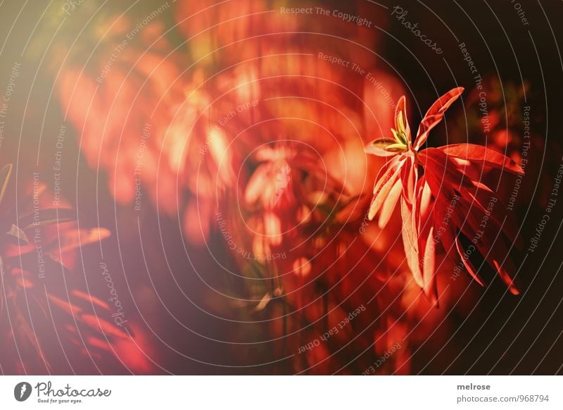 View through the fence Nature Plant Autumn Beautiful weather Leaf Wild plant red shining leaves Garden Park Reflection Blur lines lattice fence Blossoming