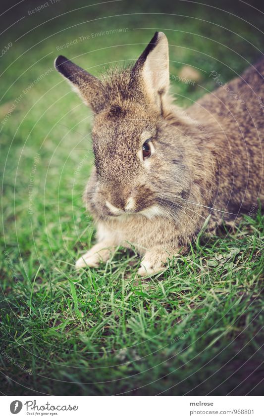 siesta Nature Autumn Grass Meadow Animal Pet Animal face Pelt Paw hares Lion's head Pygmy rabbit Hare & Rabbit & Bunny Rodent Mammal 1 Hare ears Spoon Observe