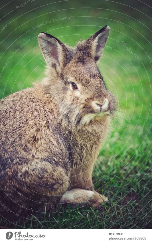 ingenuous Autumn Grass Garden Meadow Animal Pet Pelt Lion's head Pygmy rabbit Paw Mammal "Rodents," Hare & Rabbit & Bunny Easter Bunny Animal face 1 Hare ears