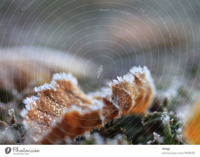 frozen... Environment Nature Plant Winter Ice Frost Leaf Park Old Freeze Lie To dry up Authentic Exceptional Uniqueness Cold Natural Brown Gray White Bizarre