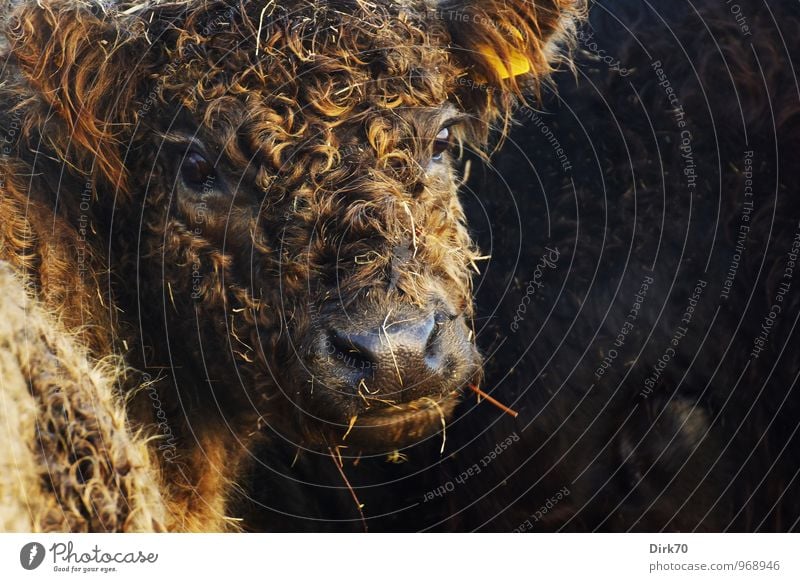 Curly-headed Lovebird Agriculture Forestry Cattle farming Cattle breeding Livestock breeding Sunlight Autumn Beautiful weather Animal Farm animal Cow Pelt Calf