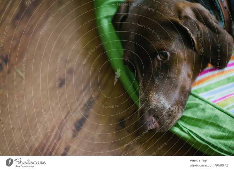 vigilant Animal Pet Dog Animal face German Shorthair Hound Hunter Hunting 1 Safety (feeling of) Loyal Love of animals Watchfulness Colour photo Interior shot