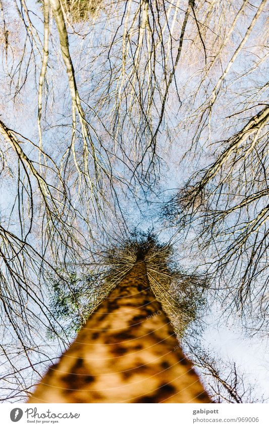 Südpflalz | topless Nature Landscape Plant Sky Winter Beautiful weather Tree Forest Thin Gigantic Tall Natural Blue Brown Joie de vivre (Vitality) Anticipation