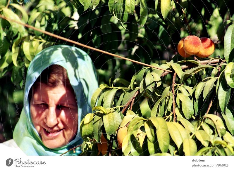 backward... Woman Multicoloured Iran Asia Exterior shot Summer Plant Leaf Organic Nature Growth Mature Fruit garden Work and employment Harvest Holiday season