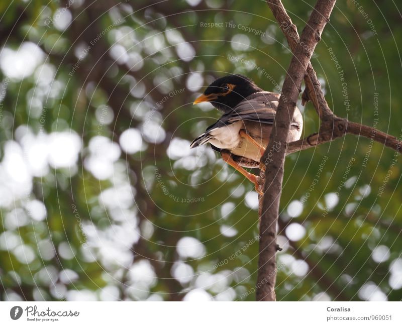 hang on Environment Nature Animal Tree Branch Forest Bird 1 Observe Sit Curiosity Sympathy Surprise Dangerous Nerviness Discover Look back Memory Colour photo