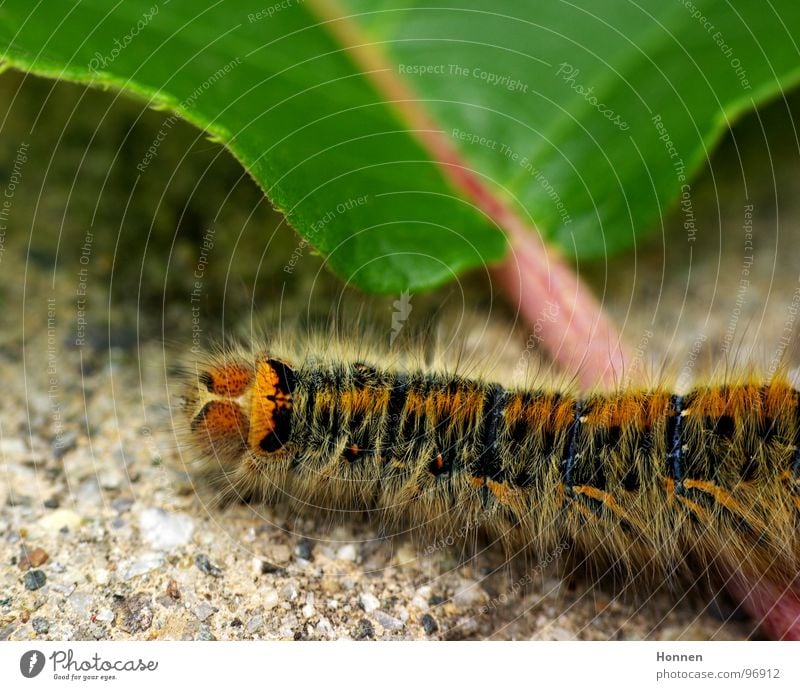 What a nut! -- 2 Grass Eggar Butterfly Animal Plant Yellow Black Painting and drawing (object) Insect Development Crawl Caterpillar stinging hair russet Blue