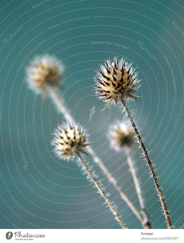 prickly Environment Nature Landscape Plant Air Water Sun Sunrise Sunset Sunlight Spring Summer Climate change Beautiful weather Bad weather Warmth Drought