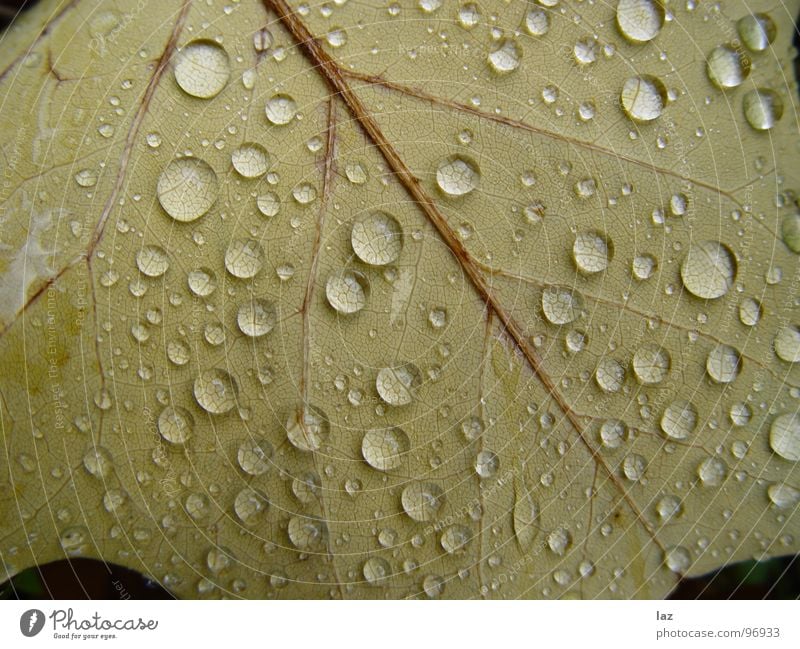 leaf drops Leaf Plant Green Lupin Delicate Drops of water Wet Damp Summer Autumn Salad leaf Rain Exterior shot Macro (Extreme close-up) Near Clarity Glittering