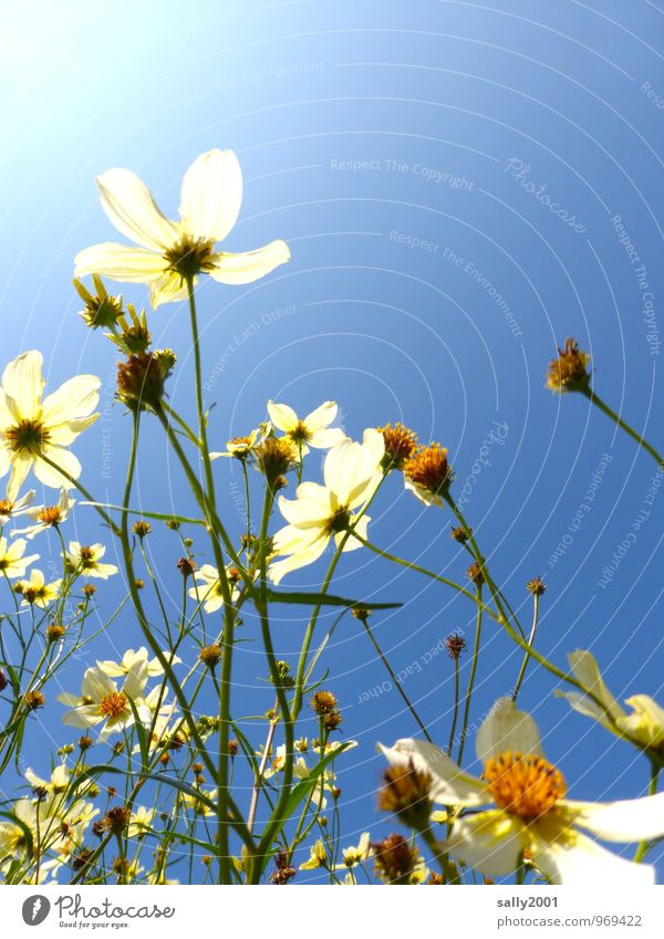 Towards the sun... Plant Cloudless sky Sun Summer Beautiful weather Flower Bushes Blossoming Fragrance Illuminate Growth White Happy Nature Flowering plant