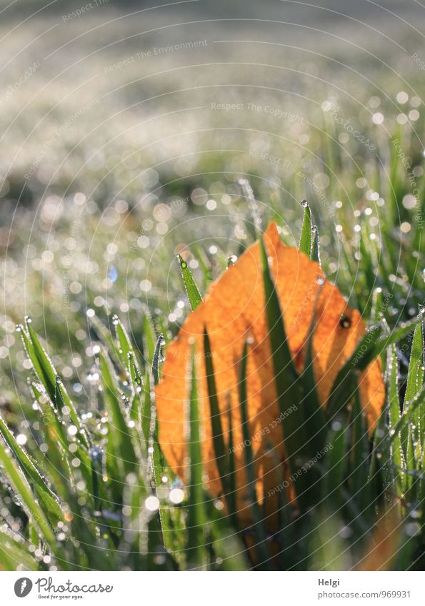 cold and wet... Environment Nature Landscape Plant Drops of water Autumn Beautiful weather Grass Leaf Meadow Glittering Illuminate To dry up Growth Authentic