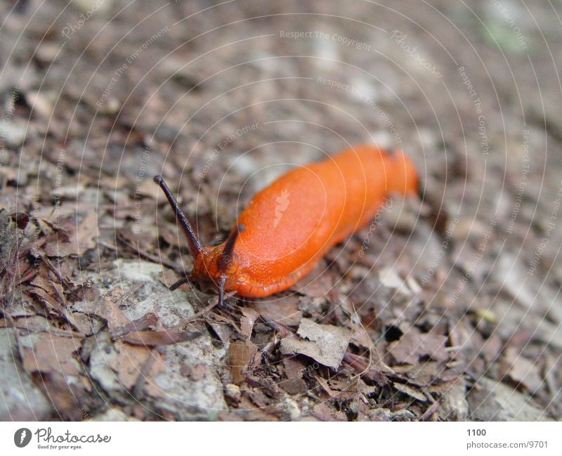 Beautiful snail Red Slug Animal Mucus Snail little animal