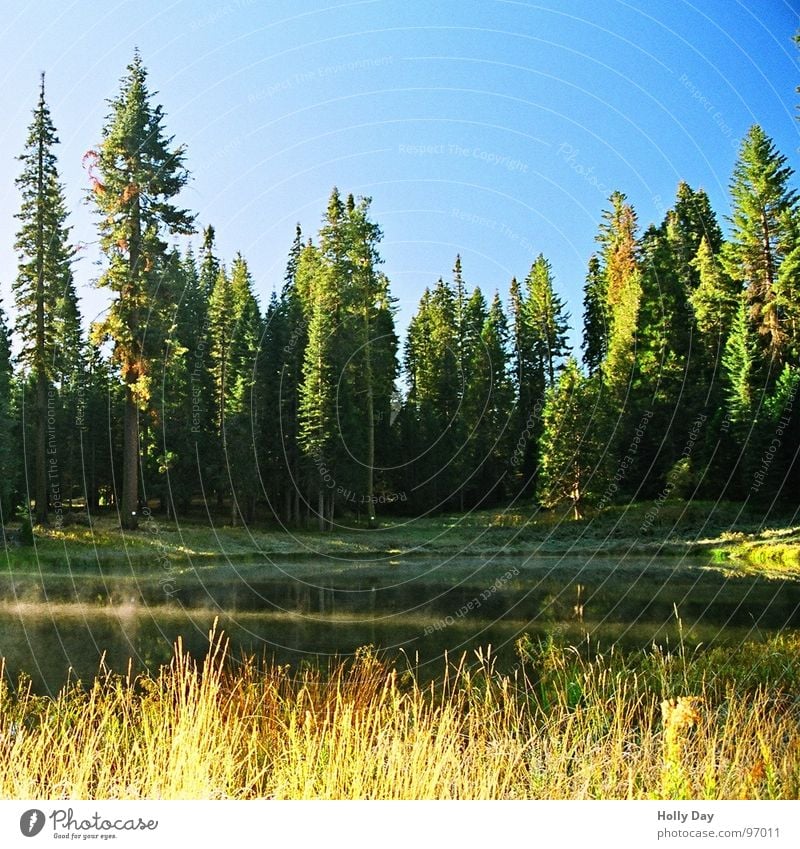 My first frost Lake Morning Tree Forest Grass Fog Yosemite National Park Cold USA Water Smoke on the water Blue Blue sky