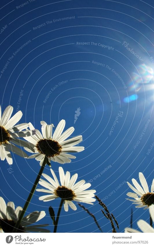 Good morning dear sun! Marguerite Blossom Flower Plant Growth Sunbeam Light Spring Summer Occur Sunbathing Herbaceous plants Bright Joy Beautiful weather Sky