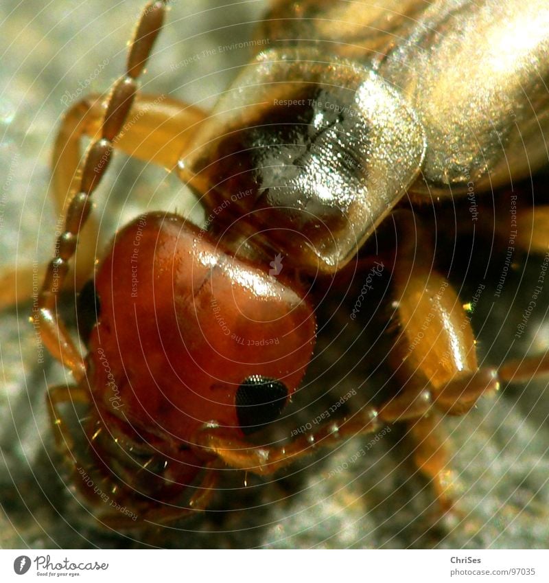 The Common Earworm (Forficula auricularia) Pince-nez Pinch Pair of pliers Feeler Disgust Animal Insect Tracheata Hexapod Brown Glittering Green Northern Forest