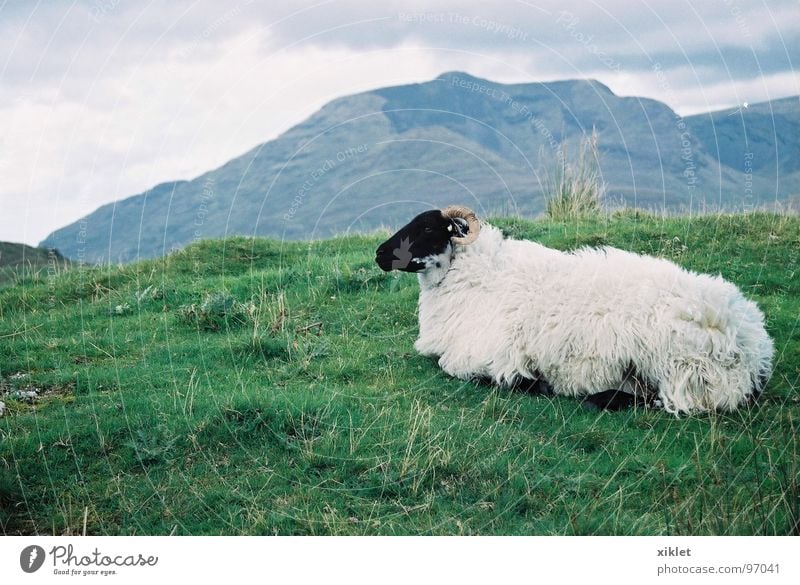 sheep Colour photo Exterior shot Evening Deep depth of field Looking away Calm Mountain Landscape Animal Spring Warmth Grass Meadow Pelt Lie Sleep Sit Gray