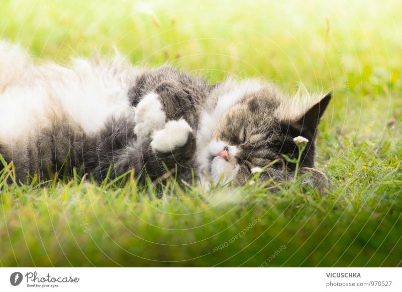 fluffy cat sleeps on grass in the sun Nature Plant Garden Park Meadow Animal Pet Cat 1 Sleep Grass Sunlight Summer Cute Pelt Gray Lie Colour photo Exterior shot