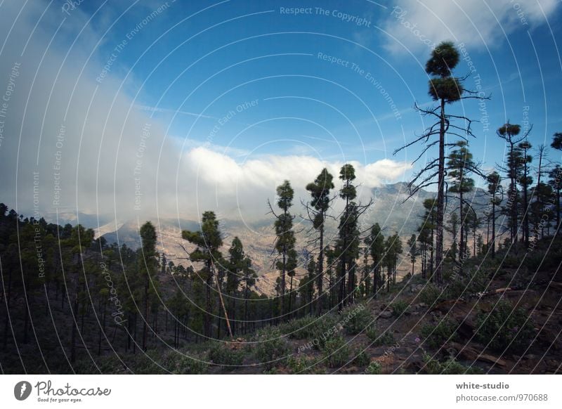 white smoke Nature Landscape Hiking Clearing Forest death Edge of the forest Forest walk Woodground Summery Fog Clouds Bank of clouds Band of cloud