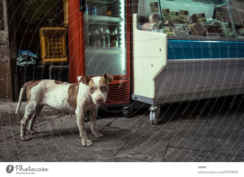 *3,100* Sausage seller Style Vacation & Travel City trip Town Old town Street Dog Stand Wait Authentic Dirty Fresh Funny Curiosity Cute Gloomy Idyll Italy