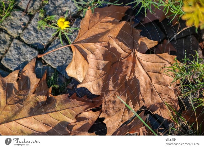 autumnal dab of colour Environment Plant Autumn Leaf Blossom Observe Authentic Dry Brown Yellow Green Exterior shot Deserted Day Light Shadow Bird's-eye view