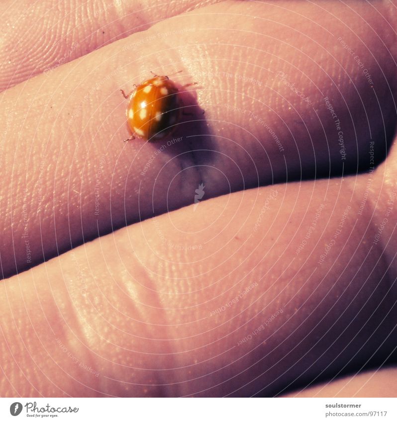 Adalia decempunctata II Ladybird Hand Small Speed Spring Crawl 10 White Yellow Pink Skin color Macro (Extreme close-up) Sun Palm of the hand Line on the hand