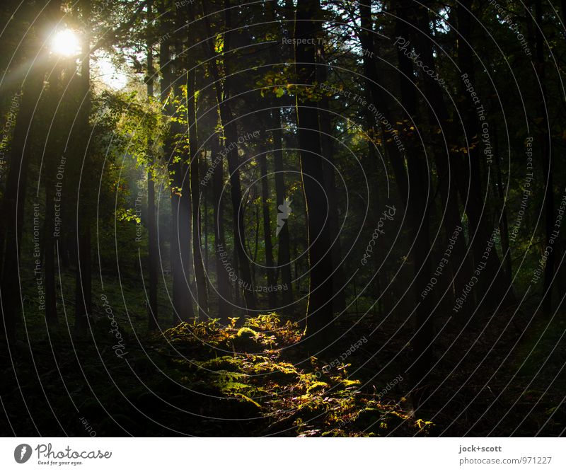 Frankish nudity Summer Bushes Wild plant Clearing Woodground Franconia Authentic Cliche Warmth Idyll Kitsch Nature reserve Enchanted wood Shadow Silhouette