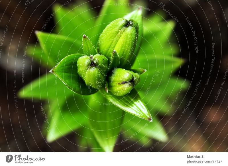 8.15 p.m. Flower Multicoloured Plant Loneliness Tentacle Black Green Flowering plant Triangle 3 Sprout Grief Unemotional Federal State of Tyrol Austria Summer