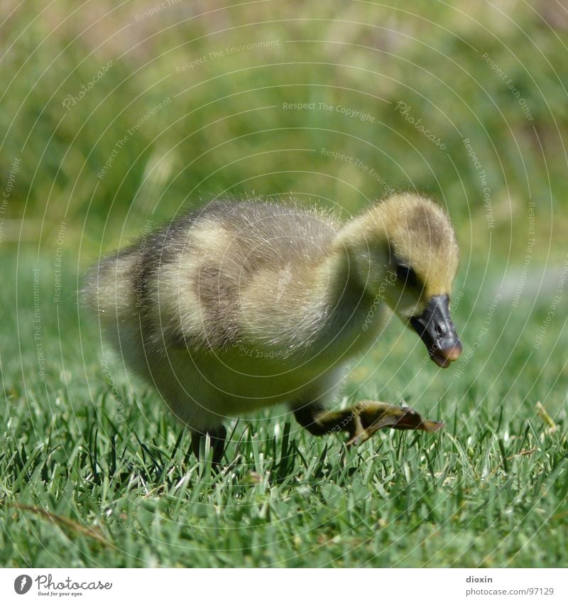 step by step Environment Nature Animal Grass Meadow Wild animal Bird Wing 1 Baby animal Cuddly Cute Soft Innocent Chick Goose Gray lag goose Wild goose