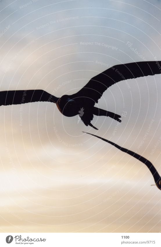 frigate bird Ocean Sunset Animal Lust Sky Evening Flying