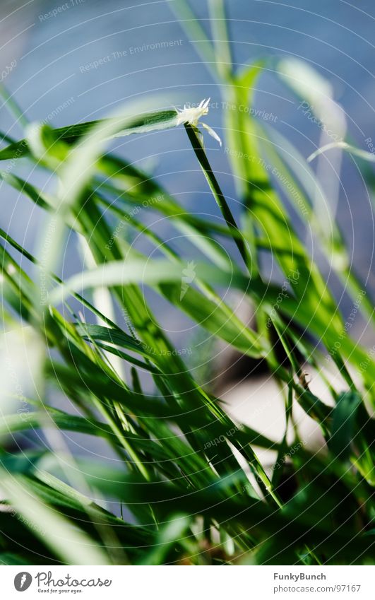 grass whispering Meadow Grass Muddled Summer Vista Green Hope Environment River Brook Coast Weather The Ruhr Joy Wild animal Nature