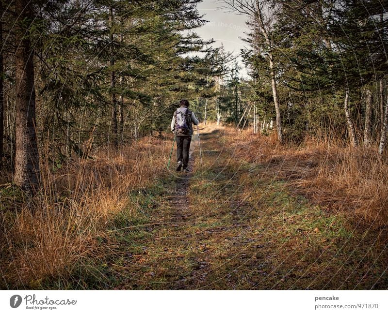 wanderful Nature Landscape Autumn Bog Marsh Walking Hiking Healthy Lanes & trails Wellness Birch wood Hiking stick Nordic walking Backpack Exterior shot