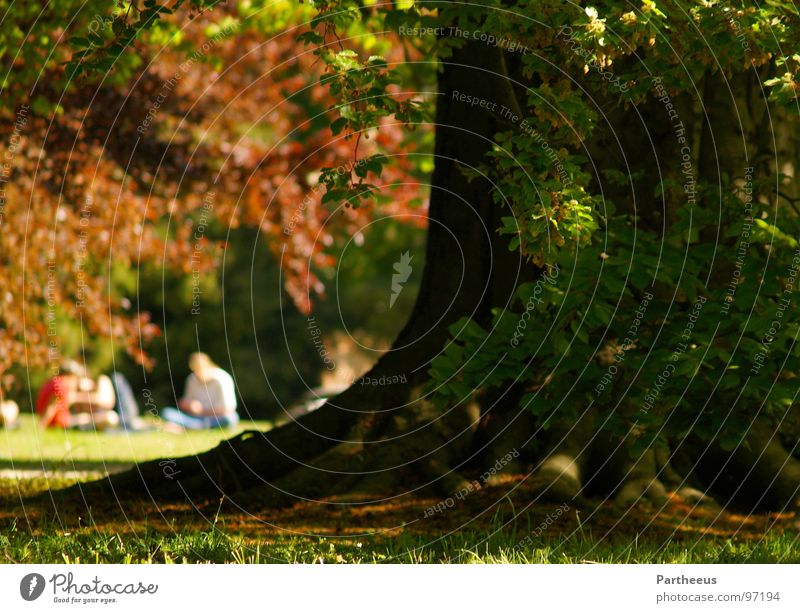 spring awakening Relaxation Schwerin Park Tree Human being Meadow Spring Summer Castle grounds Grass Joy Garden Nature Multiple Lie Sit