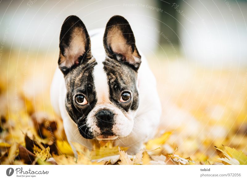 Cardhu Nature Beautiful weather Leaf Park Meadow Animal Pet Dog Animal face Pelt French Bulldog 1 Observe Movement Walking Running Looking Romp Friendliness