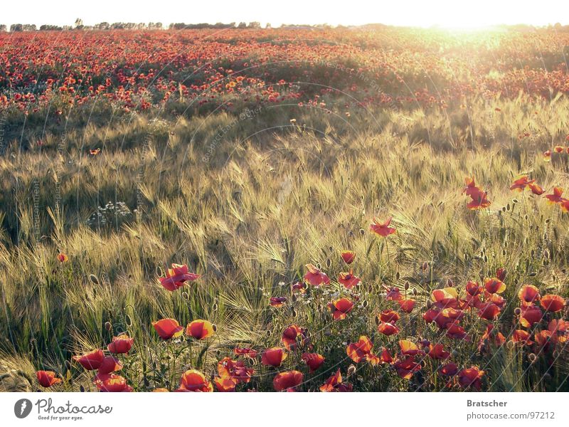 Piano Concerto A minor (Robert Schumann) Colour photo Exterior shot Deserted Evening Light Contrast Light (Natural Phenomenon) Sunlight Sunbeam Sunrise Sunset