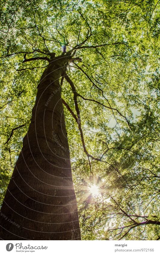 A tall tree with a young green with the sun shining through Environment Nature Plant Animal Sun Sunlight Spring Summer Beautiful weather Tree Leaf Forest Wood