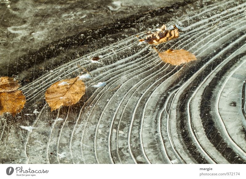 Autumn leaves frozen in the pond Environment Nature Plant Animal Water Drops of water Winter Climate Weather Bad weather Ice Frost Leaf Lakeside River bank Pond